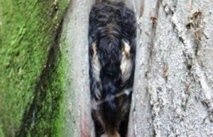 Destitute Dog Trapped In Wall Receives Happily-Ever-After Ending Destitute Dog Trapped In Wall Receives Happily-Ever-After Ending