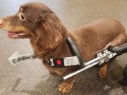 Dachshund Abandoned In Trashbag with Broken Spine Gets Mini-Wheelchair Dachshund Thrown Away In Trashbag with Broken Spine Gets Mini-Wheelchair