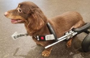 Dachshund Abandoned In Trashbag with Broken Spine Gets Mini-Wheelchair Dachshund Thrown Away In Trashbag with Broken Spine Gets Mini-Wheelchair