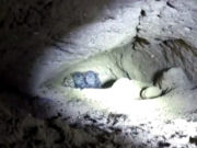 Watch as Brave Rescuers Save 9 Puppies from A Tiny Cave Watch as Brave Rescuers Save 9 Puppies from Tiny Cave!