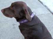Review: Angel Pet Supplies Rotterdam Bones Collar Angel Pet Products Rotterdam Bones Collar Review