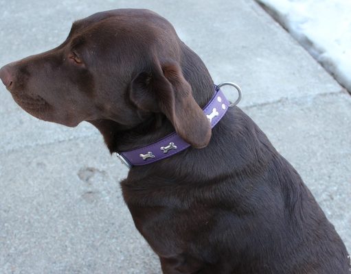 Review: Angel Pet Supplies Rotterdam Bones Collar Angel Pet Products Rotterdam Bones Collar Review