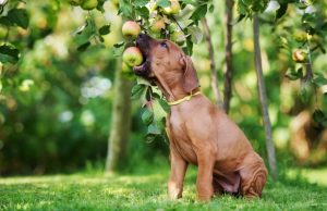 Recipe: Apple Pupcake Dog Treats Apple Pupcake Dog Treat Recipe