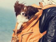 Top 7 Best Dog Carrier Backpacks Best Dog Carrier Backpack Brands