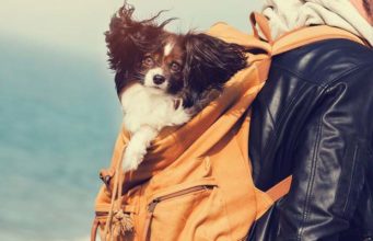 Top 7 Best Dog Carrier Backpacks Best Dog Carrier Backpack Brands