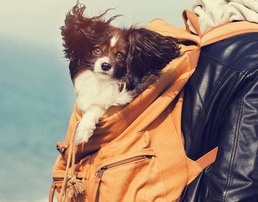 Top 7 Best Dog Carrier Backpacks Best Dog Carrier Backpack Brands