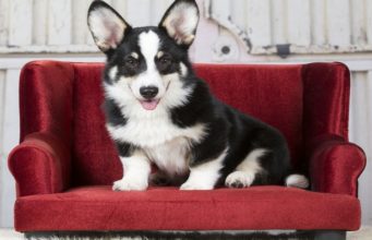 Top 7 Best Dog Sofas and Chairs Best Dog Sofas and Chairs