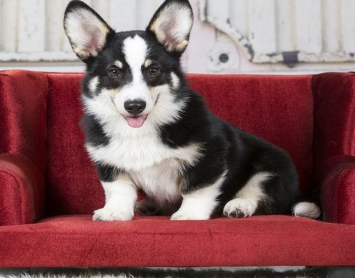 Top 7 Best Dog Sofas and Chairs Best Dog Sofas and Chairs
