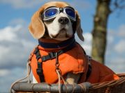 Top 5 Best Dog Sunglasses and Goggles Best Dog Sunglasses