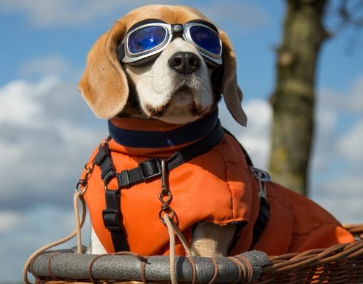 Top 5 Best Dog Sunglasses and Goggles Best Dog Sunglasses