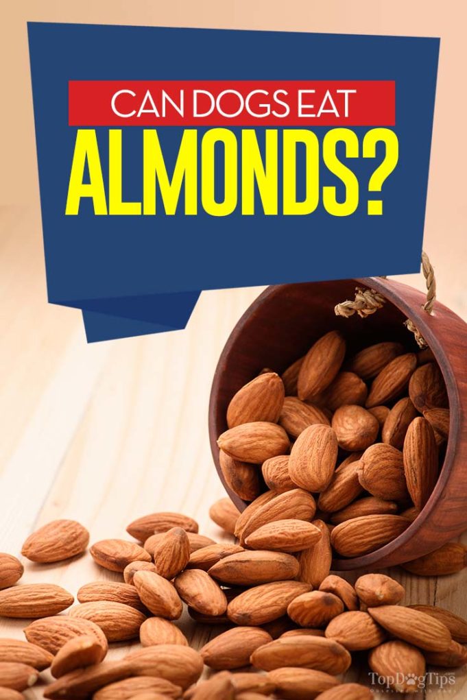 Almonds for dogs 101 can dogs eat almonds 