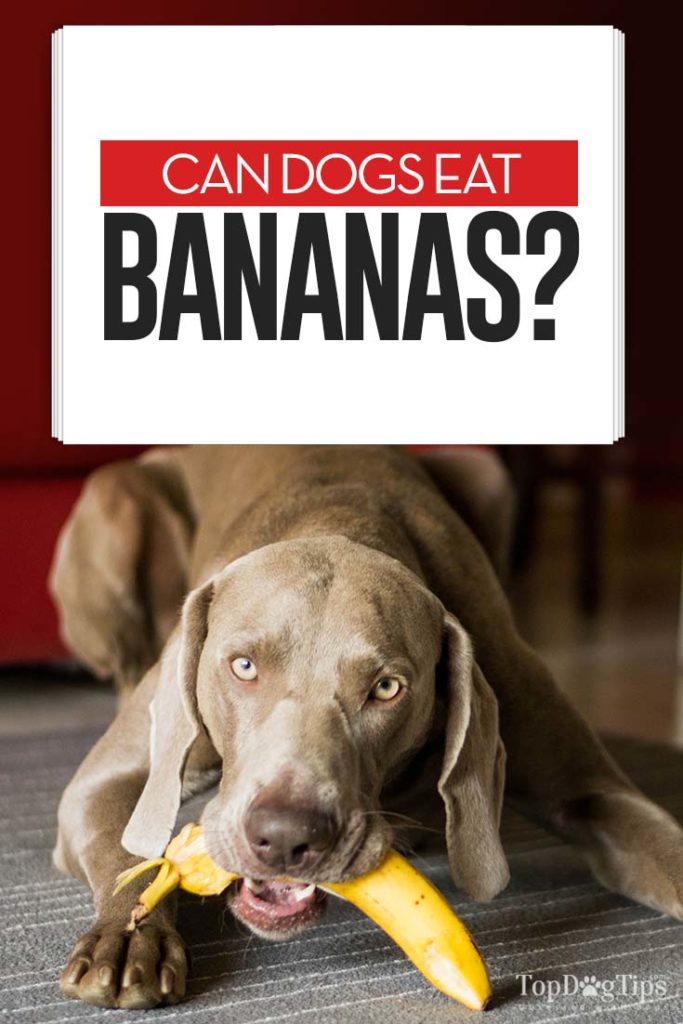 Snapshot of Can Dogs Eat Ripe Bananas And Carrots