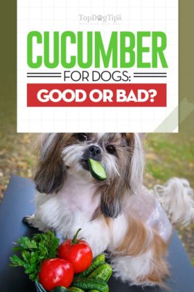 Cucumbers for Dogs 101: Can Dogs Eat Cucumbers?