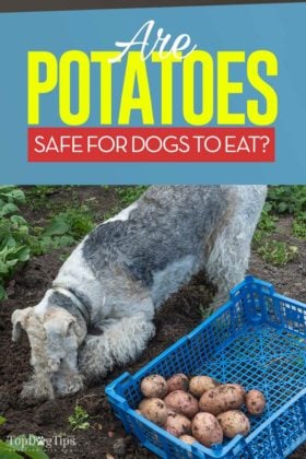 Potatoes for Dogs 101: Can Dogs Eat Potatoes?