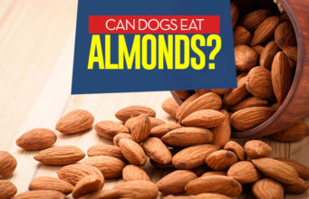 Can Dogs Eat Almonds? 5 Potential Benefits and 5 Side Effects Can I give my dog almonds