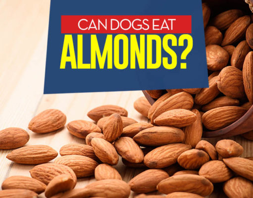 Can Dogs Eat Almonds? 5 Potential Benefits and 5 Side Effects Can I give my dog almonds