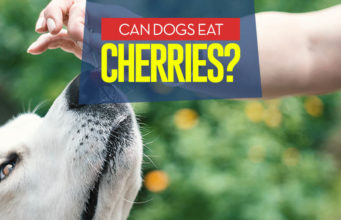 Can Dogs Eat Cherries? 10 Benefits and 4 Side Effects Can I give my dog cherries