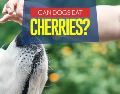 Can Dogs Eat Cherries? 10 Benefits and 4 Side Effects Can I give my dog cherries