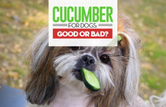 Can Dogs Eat Cucumbers? 10 Benefits and Side Effects Can I give my dog cucumbers