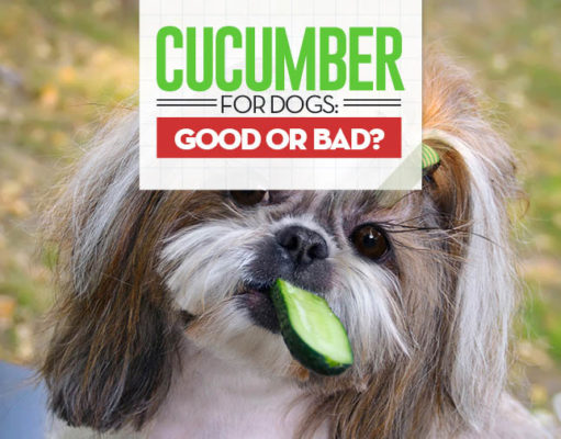 Can Dogs Eat Cucumbers? 10 Benefits and Side Effects Can I give my dog cucumbers