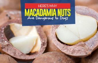 Can Dogs Eat Macadamia Nuts? Benefits and Side Effects Can I give my dog macadamia nuts