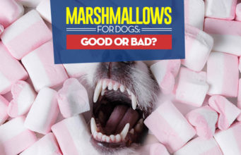 Can Dogs Eat Marshmallows? 3 Potential Benefits and 5 Dangers Can I give my dog marshmallows