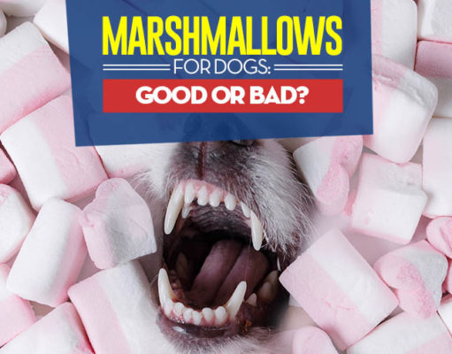 Can Dogs Eat Marshmallows? 3 Potential Benefits and 5 Dangers Can I give my dog marshmallows