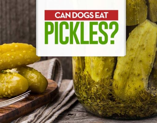 Can Dogs Eat Pickles? 6 Potential Benefits and 5 Side Effects Can I give my dog pickles