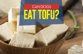 Can Dogs Eat Tofu? 3 Potential Benefits and 6 Side Effects Can I give my dog tofu