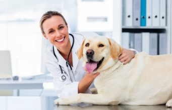 Vet Approved Homemade Dog Food Recipe Homemade Dog Food Recipe Vet Approved