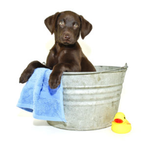 How To Groom A Puppy How To Groom A Puppy