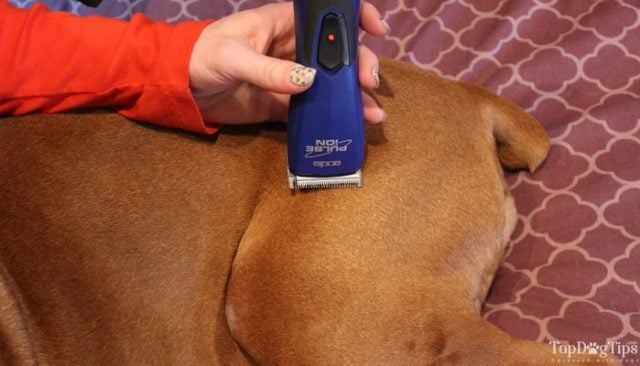 Using Clippers On A Dog'S Face At Home