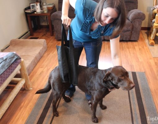 5 Safe and Natural Dog Pain Relief Home Remedies dog in sling harness