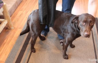 How to Make and Use a DIY Rear Leg Sling for Dogs How to measure for a dog sling harness