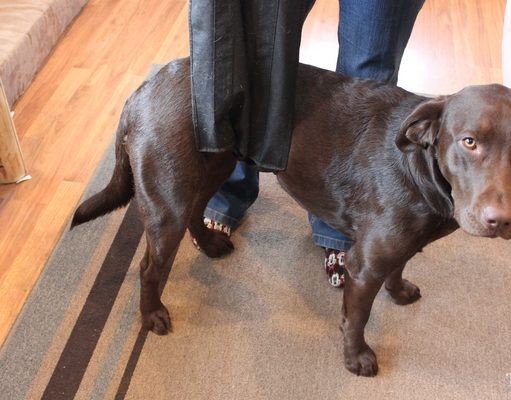 How to Make and Use a DIY Rear Leg Sling for Dogs How to measure for a dog sling harness