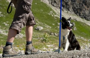 10 To-Dos to Prepare for Hiking with Dogs How To Prepare To Go Hiking with Dogs