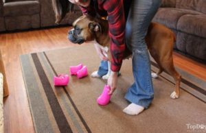 How to Put On Dog Boots and Keep Them from Falling Off