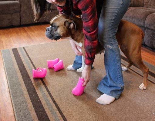 How to Put On Dog Boots and Keep Them from Falling Off