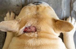 Hot Spots on Dogs: Cause, Symptoms, and How To Treat It