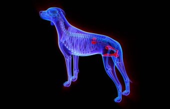 Renal Diet for Dogs: A Guide on Feeding How to feed dogs with renal disease