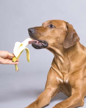 Bananas for Dogs 101: Can Dogs Eat Bananas?