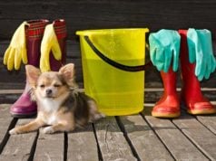6 Keys to Spring Cleaning Success for Dog Owners Spring Cleaning Tips for Pet Owners
