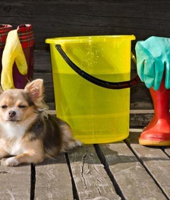 6 Keys to Spring Cleaning Success for Dog Owners Spring Cleaning Tips for Pet Owners