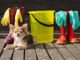 6 Keys to Spring Cleaning Success for Dog Owners Spring Cleaning Tips for Pet Owners