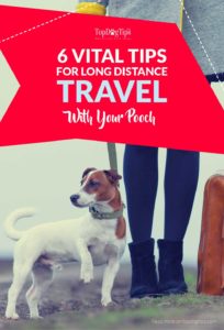 Tips for Long Distance Traveling with Your Dog