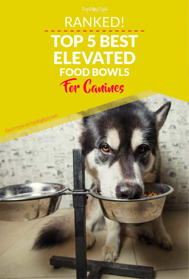 5 Best Raised Dog Food Bowls for Senior Dogs or Messy Eaters (2017)