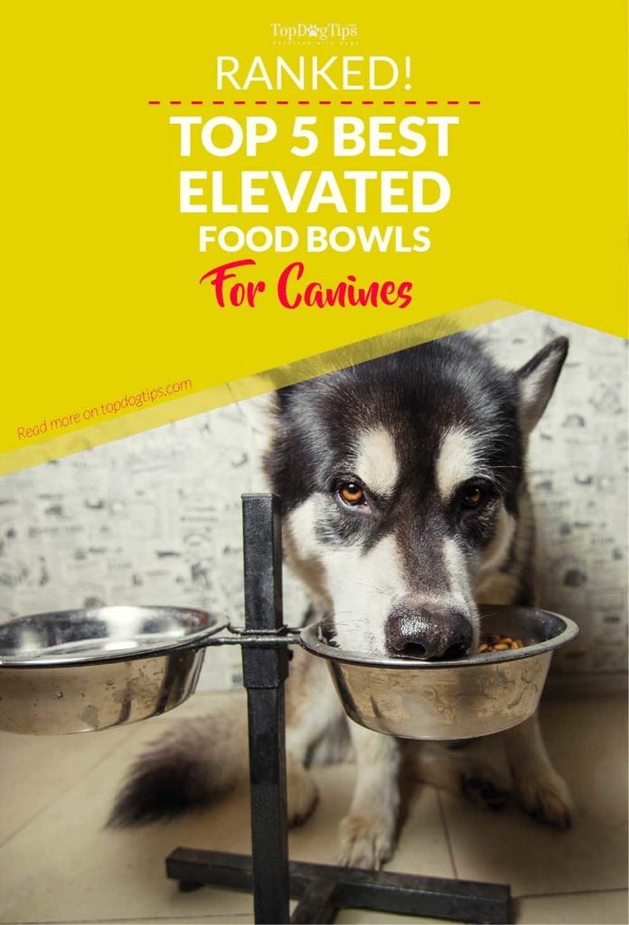 5 Best Raised Dog Food Bowls for Senior Dogs or Messy Eaters (2017)
