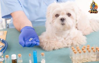 TOP #20: What is Holistic Veterinary Medicine for Dogs? What Is Holistic Vet Medicine Dogs