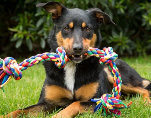Which Dog Toys Do Veterinarians Recommend? Which Dog Toys Do Veterinarians Recommend.