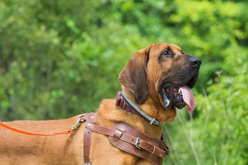 are dobermans used as police dogs